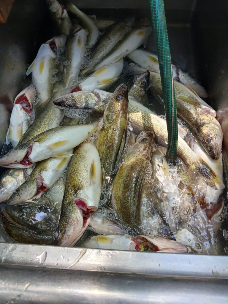 508396166_1308651580872752_6795930592631078256_n